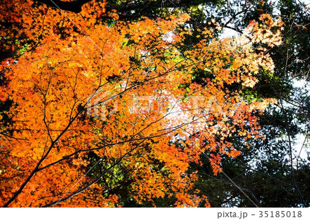 【自然・風景・高尾山】紅葉 35185018