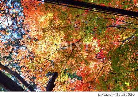 【自然・風景・高尾山】紅葉 35185020