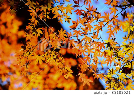 【自然・風景・高尾山】紅葉 35185021