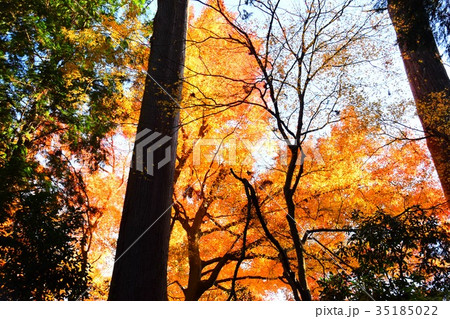 【自然・風景・高尾山】紅葉 35185022