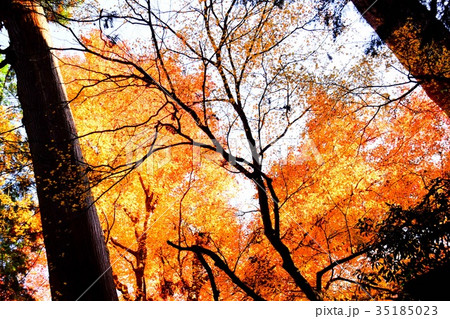 【自然・風景・高尾山】紅葉 35185023