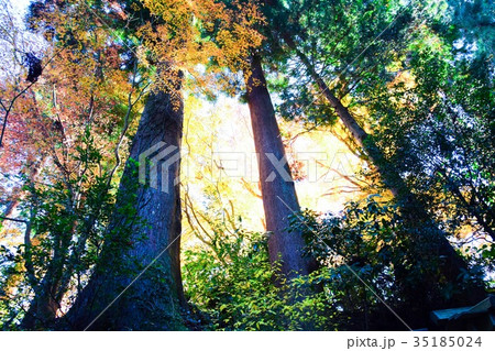 【自然・風景・高尾山】紅葉 35185024