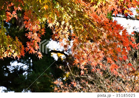【自然・風景・高尾山】紅葉 35185025