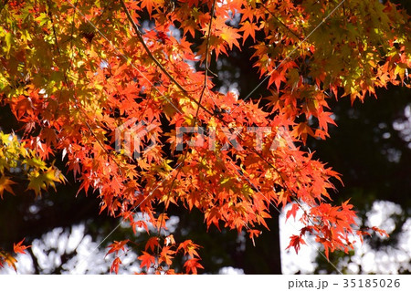 【自然・風景・高尾山】紅葉 35185026