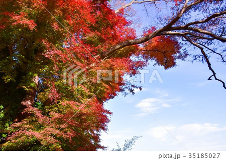 【自然・風景・高尾山】紅葉 35185027