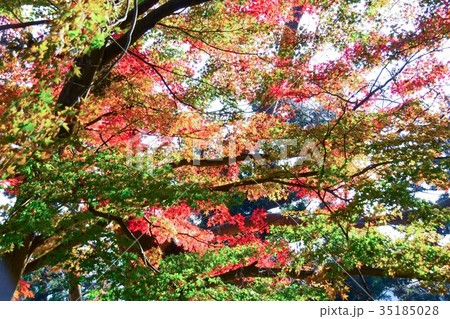 【自然・風景・高尾山】紅葉 35185028