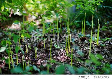 ヒガンバナの芽 ヒガンバナの芽 35185265
