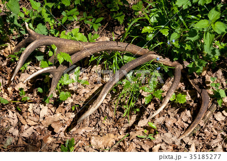 Big,very nice antler on the forest from Hungary 35185277