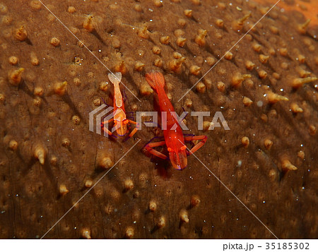 ウミウシカクレエビ ウミウシカクレエビ 35185302