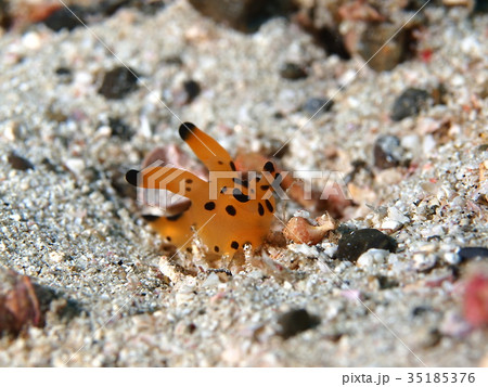 カンナツノザヤウミウシ カンナツノザヤウミウシ 35185376