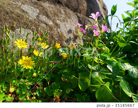 路傍の花 路傍の花 35185667