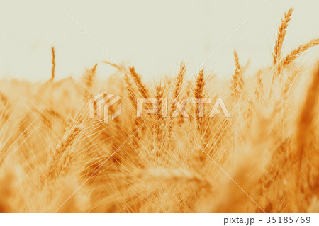 Gold wheat field against the sunset 35185769