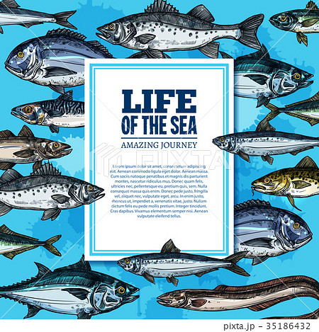Vector fishes sketch poster sea life ocean fish 35186432