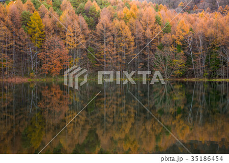 御射鹿池の紅葉 35186454