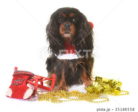 cavalier king charles 35186558