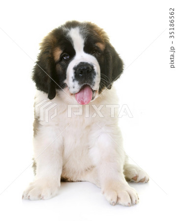 puppy saint bernard puppy saint bernard 35186562