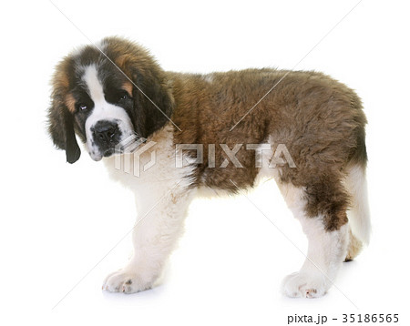 puppy saint bernard puppy saint bernard 35186565