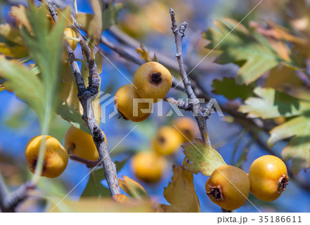 Ripe yellow boyar fruits hang on your aunt in the Ripe yellow boyar fruits hang on your aunt in the 35186611