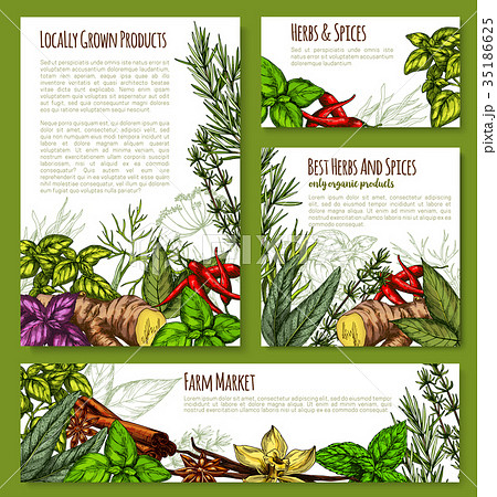 Vector spice or herb farm market seasonings sketch Vector spice or herb farm market seasonings sketch 35186625