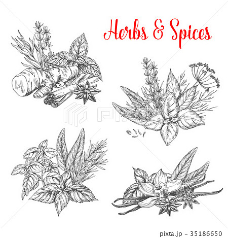 Vector sketch spices and herbs for farm market 35186650