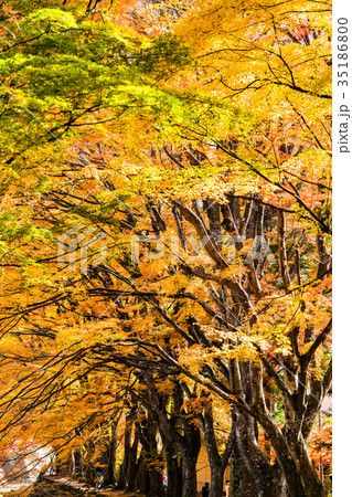 《山梨県》富士河口湖町・もみじ回廊 《山梨県》富士河口湖町・もみじ回廊 35186800