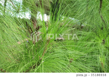Pine tree 35186938