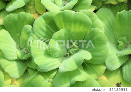 water lettuce water lettuce 35186951