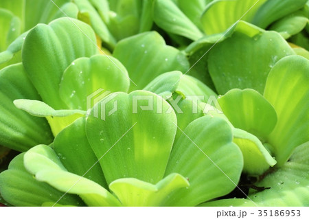 water lettuce water lettuce 35186953