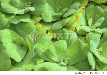 water lettuce water lettuce 35186954