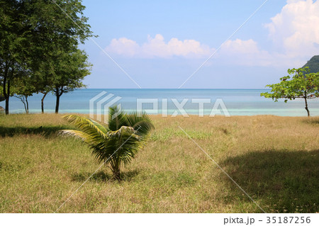 Coconut trees grow in the garden by the sea. 35187256