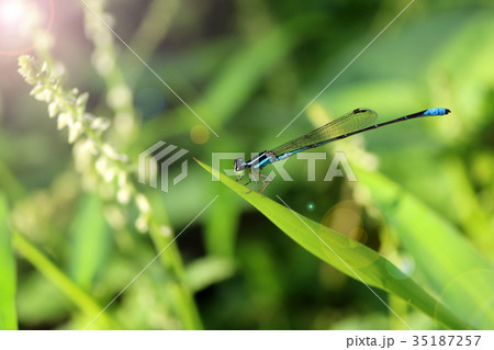 Little dragonfly,blue long-tail in the garden. 35187257