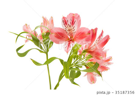 Pink alstroemeria Pink alstroemeria 35187356