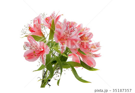 Pink alstroemeria 35187357