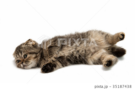 Gray kitten Gray kitten 35187438