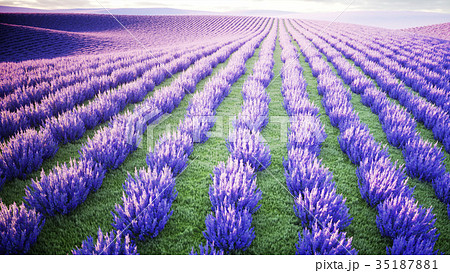 butterflies in lavender field. concept of nature butterflies in lavender field. concept of nature 35187881