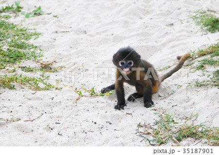 The Little Leaf-monkey on the beach 35187901