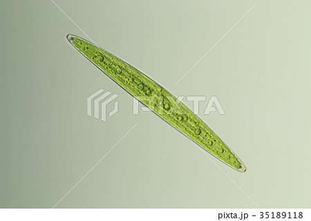 ミカヅキモ 35189118