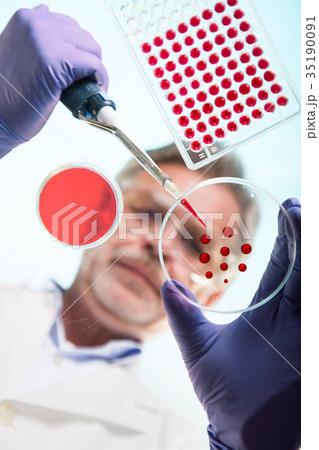 Senior life science researcher grafting bacteria. 35190091