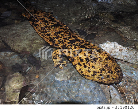 オオサンショウウオの写真素材 [35190126] - PIXTA