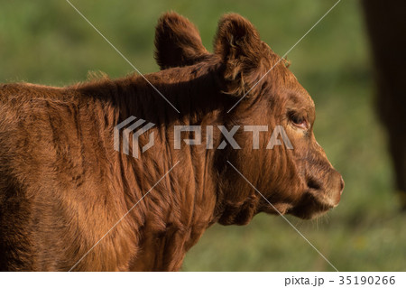 Head of a brown cow Head of a brown cow 35190266