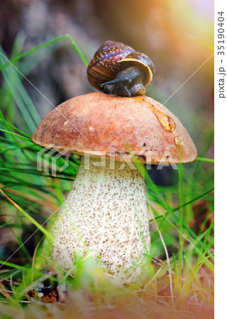 Leccinum on grass with snail Leccinum on grass with snail 35190404