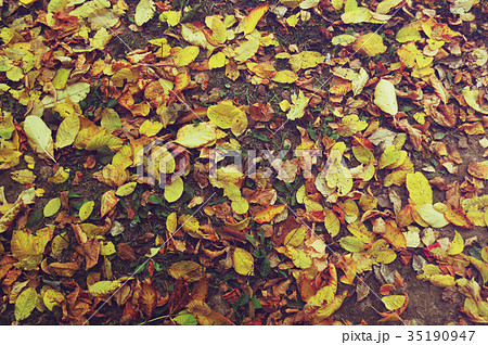 Leaves on the ground 35190947