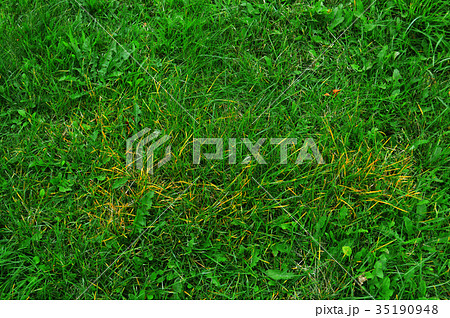 Green grass natural background texture 35190948