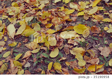 Autumn leaves on the ground 35190958