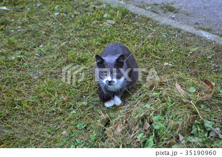 Gray cat on the grass 35190960