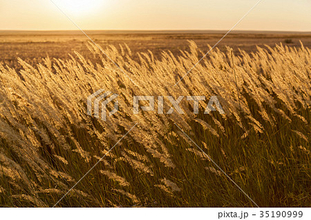 steppe feather grass steppe feather grass 35190999