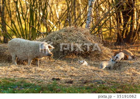 breed of curly pigs breed of curly pigs 35191062