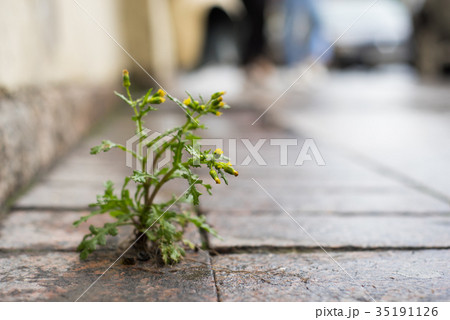 The plant, the yellow dandelion The plant, the yellow dandelion 35191126