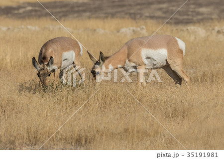 Pronghorn Antelope Does 35191981