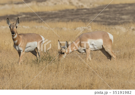 Pronghorn Antelope Does 35191982